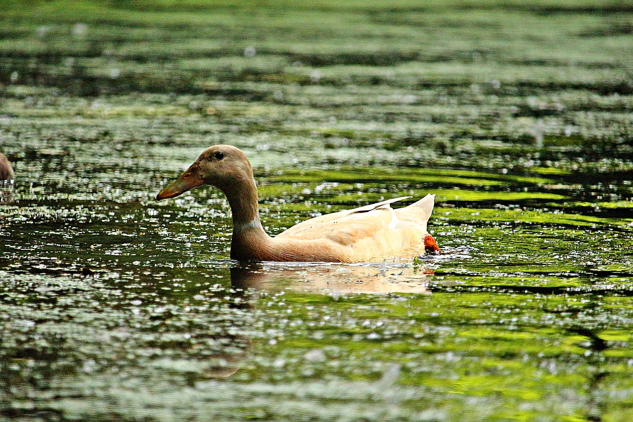 duck  bird  water free photo