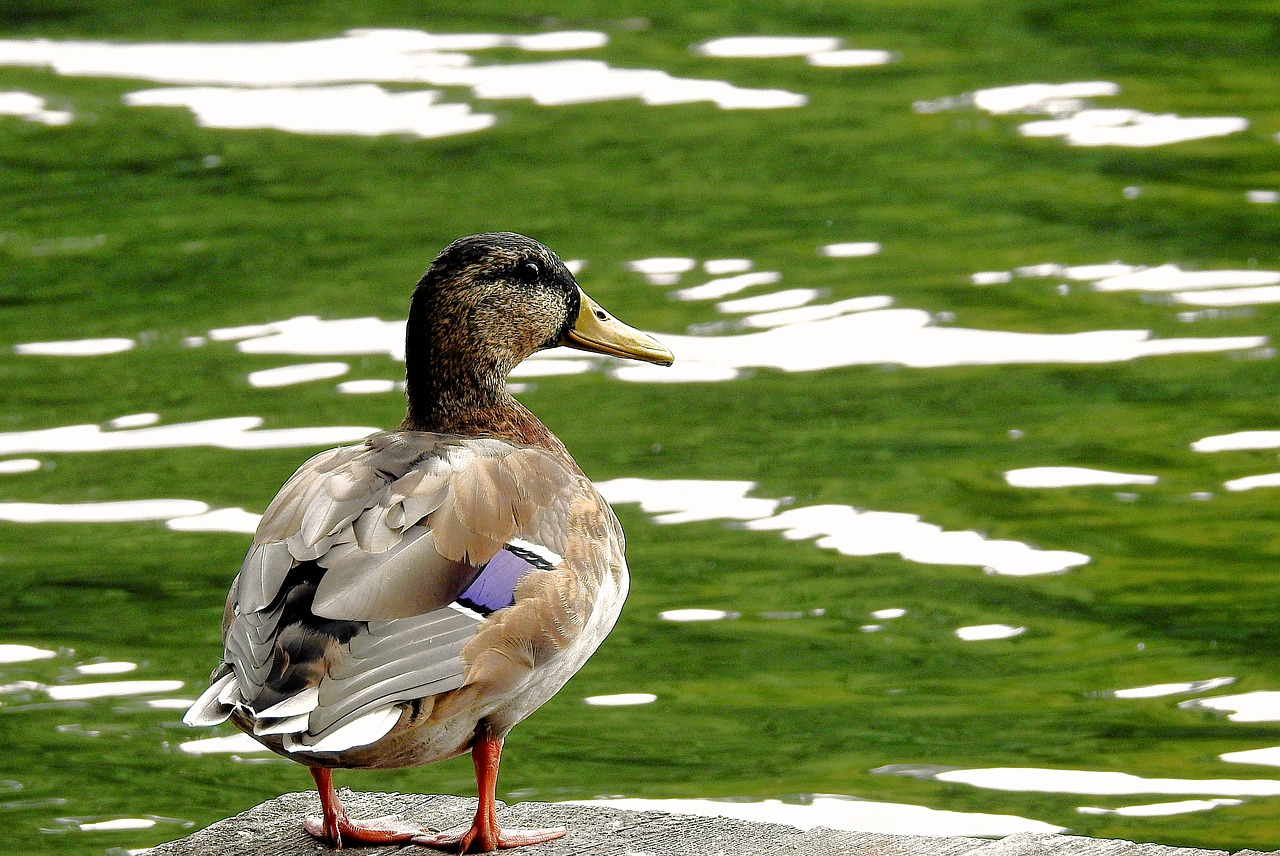 duck  look  bird free photo