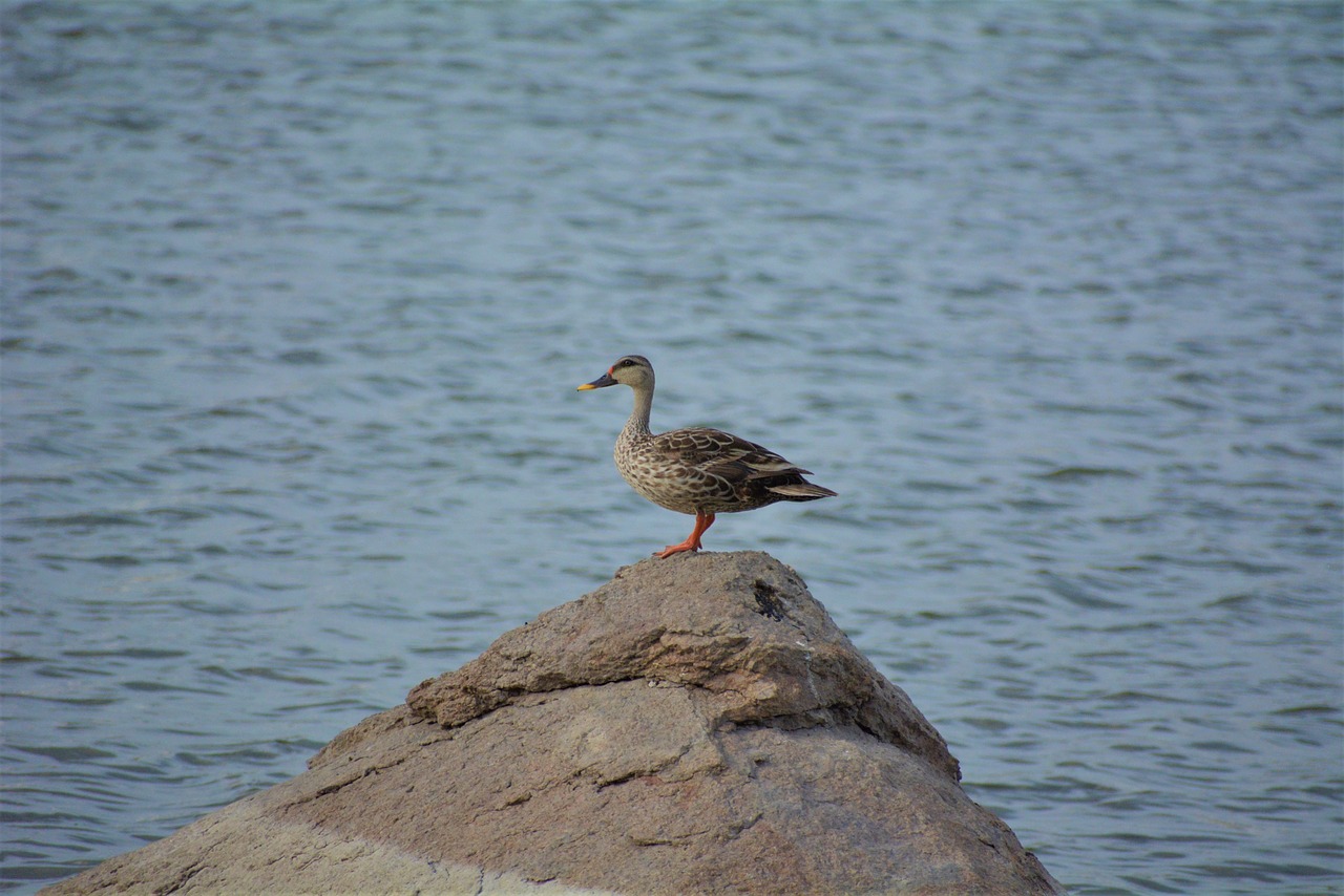 duck  water  stone free photo