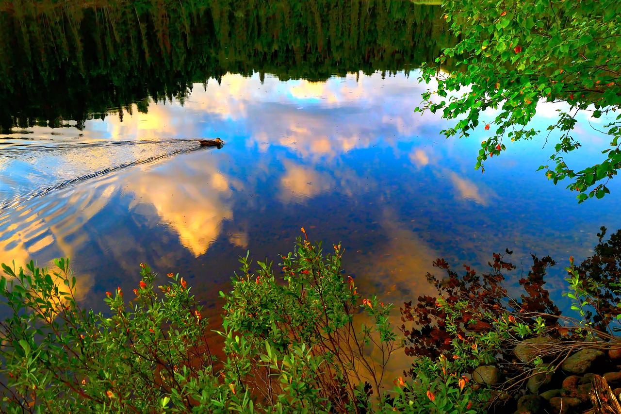 duck  nature  lake free photo