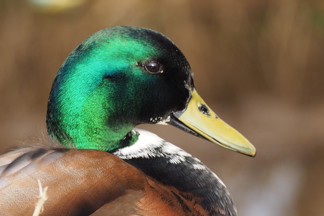 duck  male duck  animal free photo