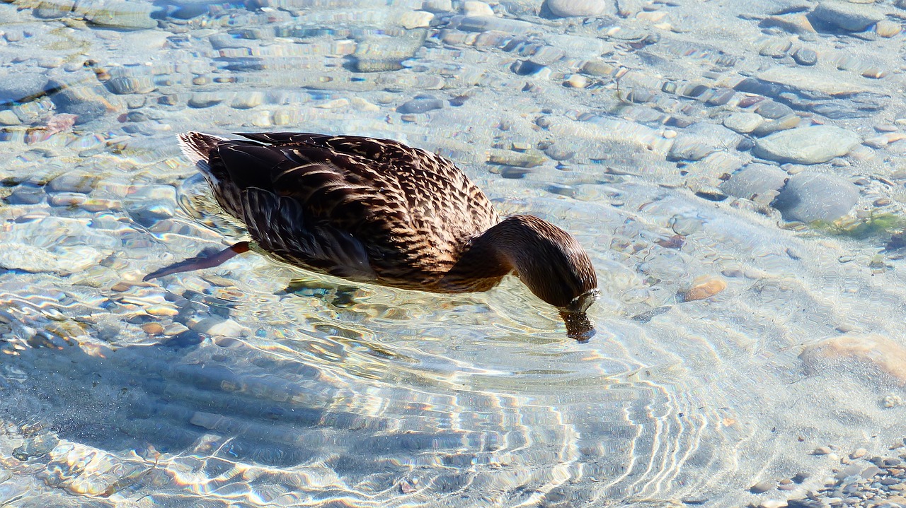 duck  lake  bird free photo