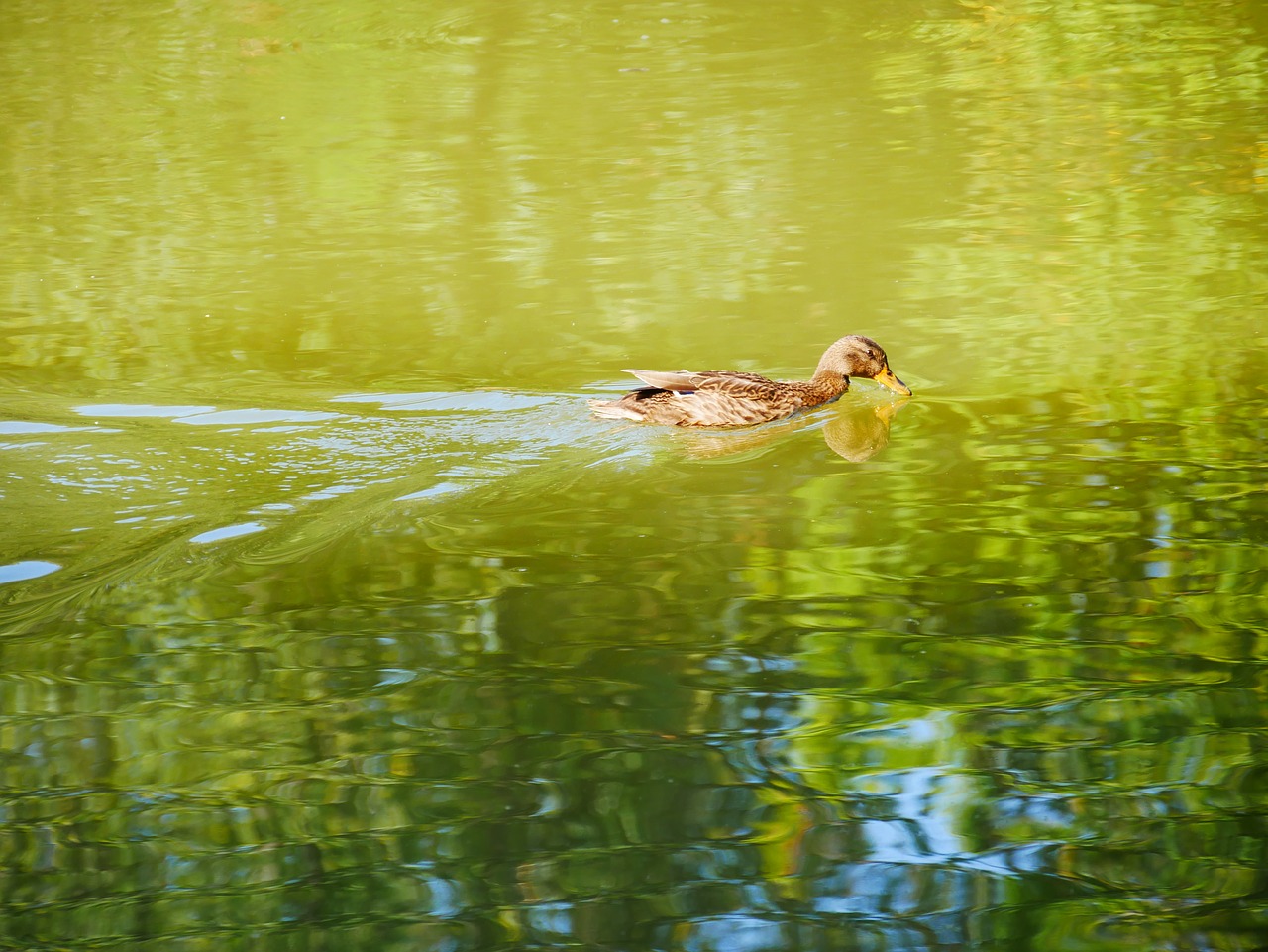 duck  lake  pond free photo