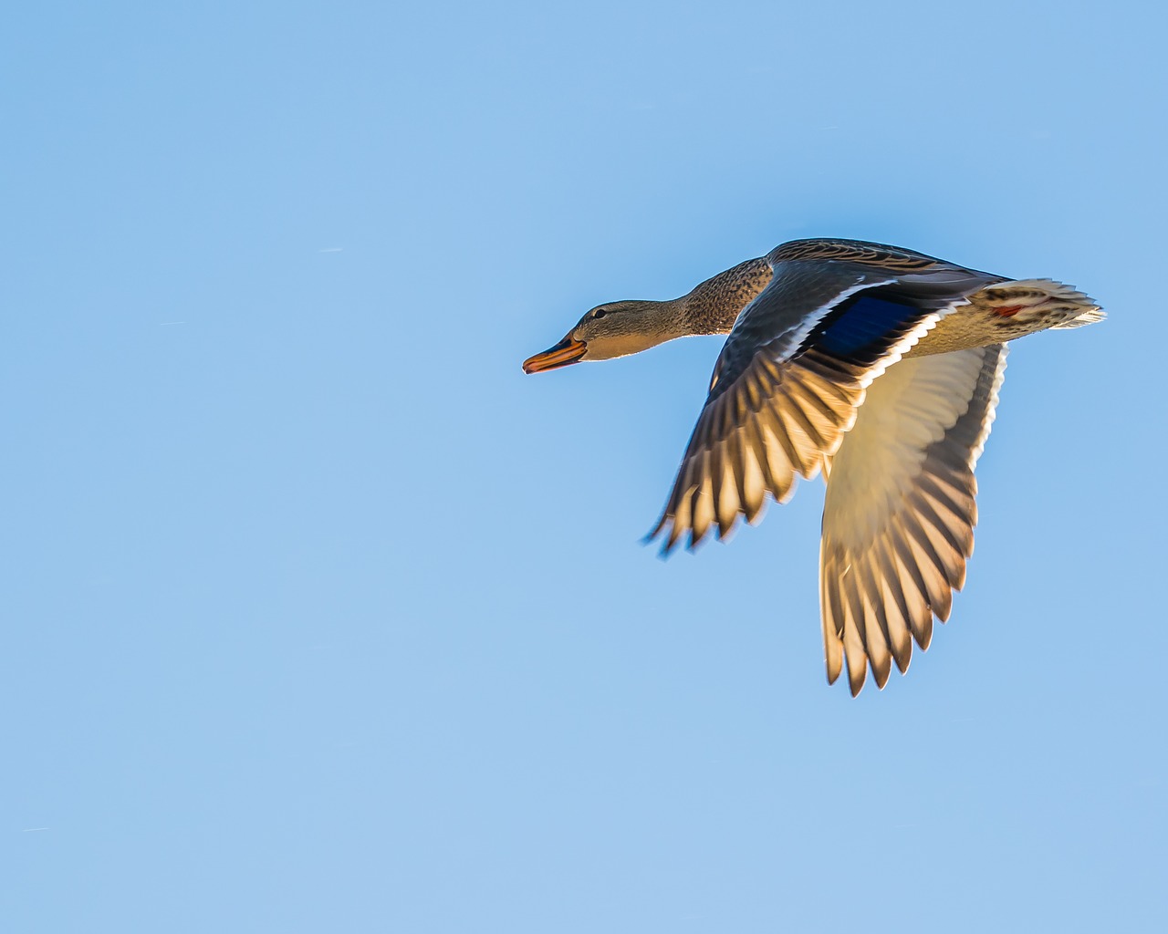 duck  flying  sky free photo