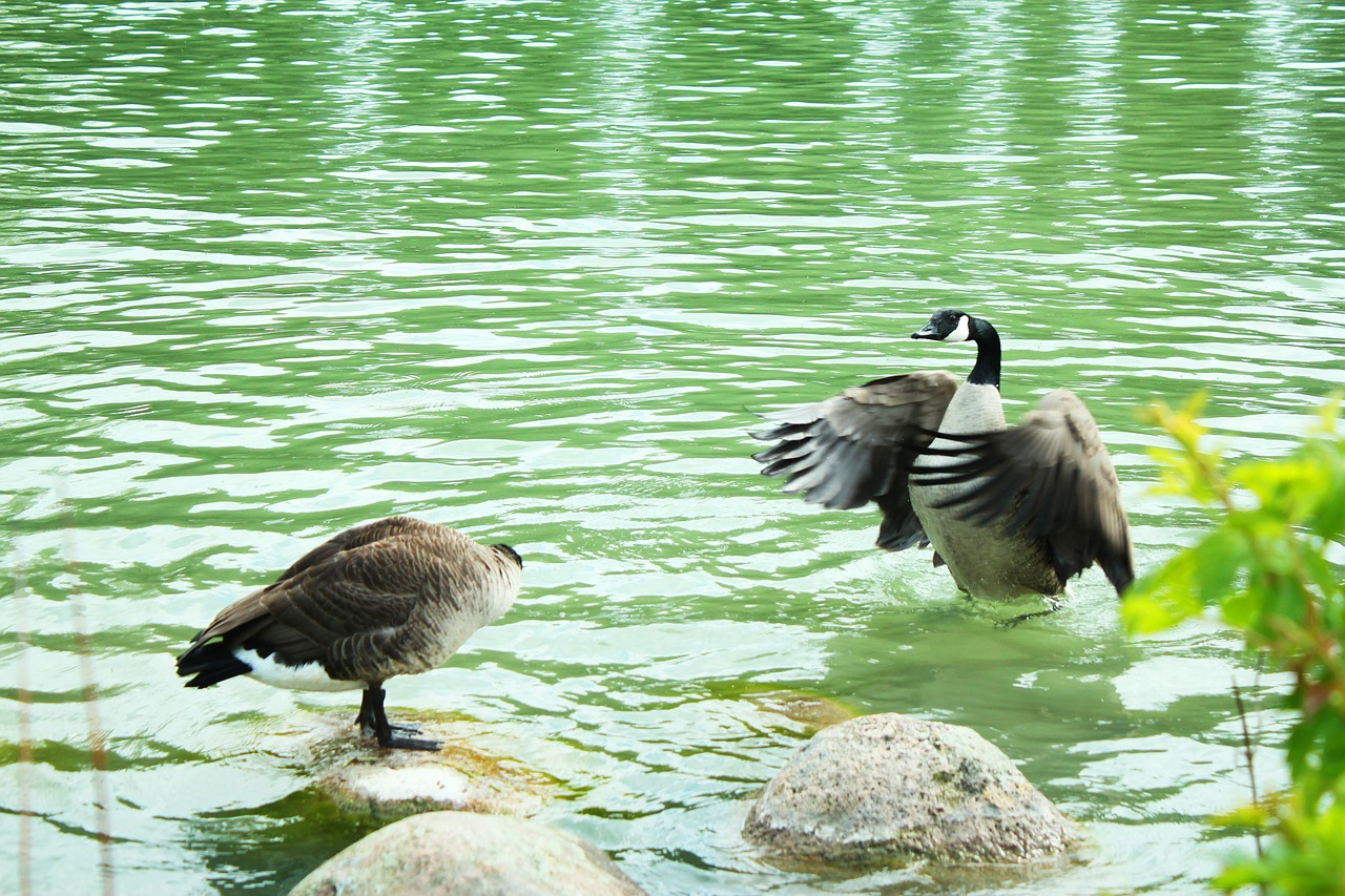 duck  water  canadian free photo