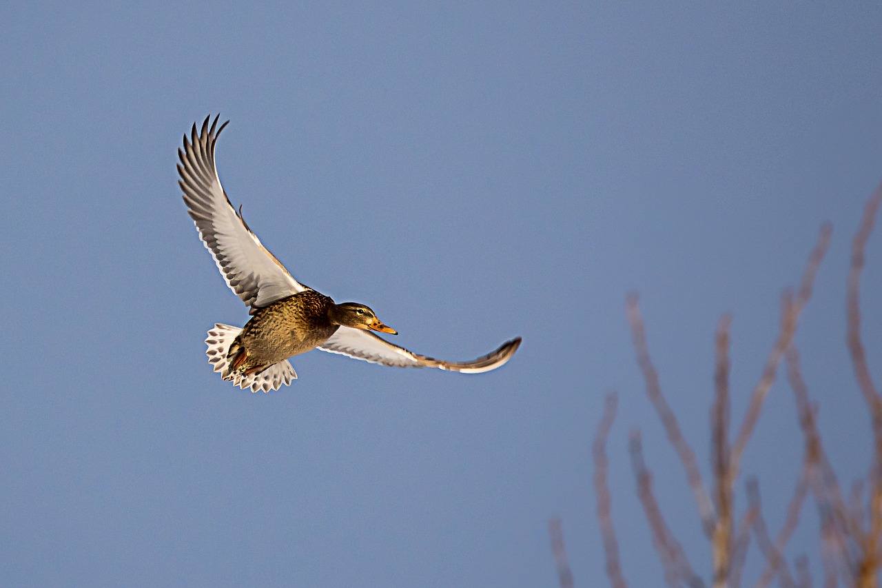 duck  flying  bird free photo