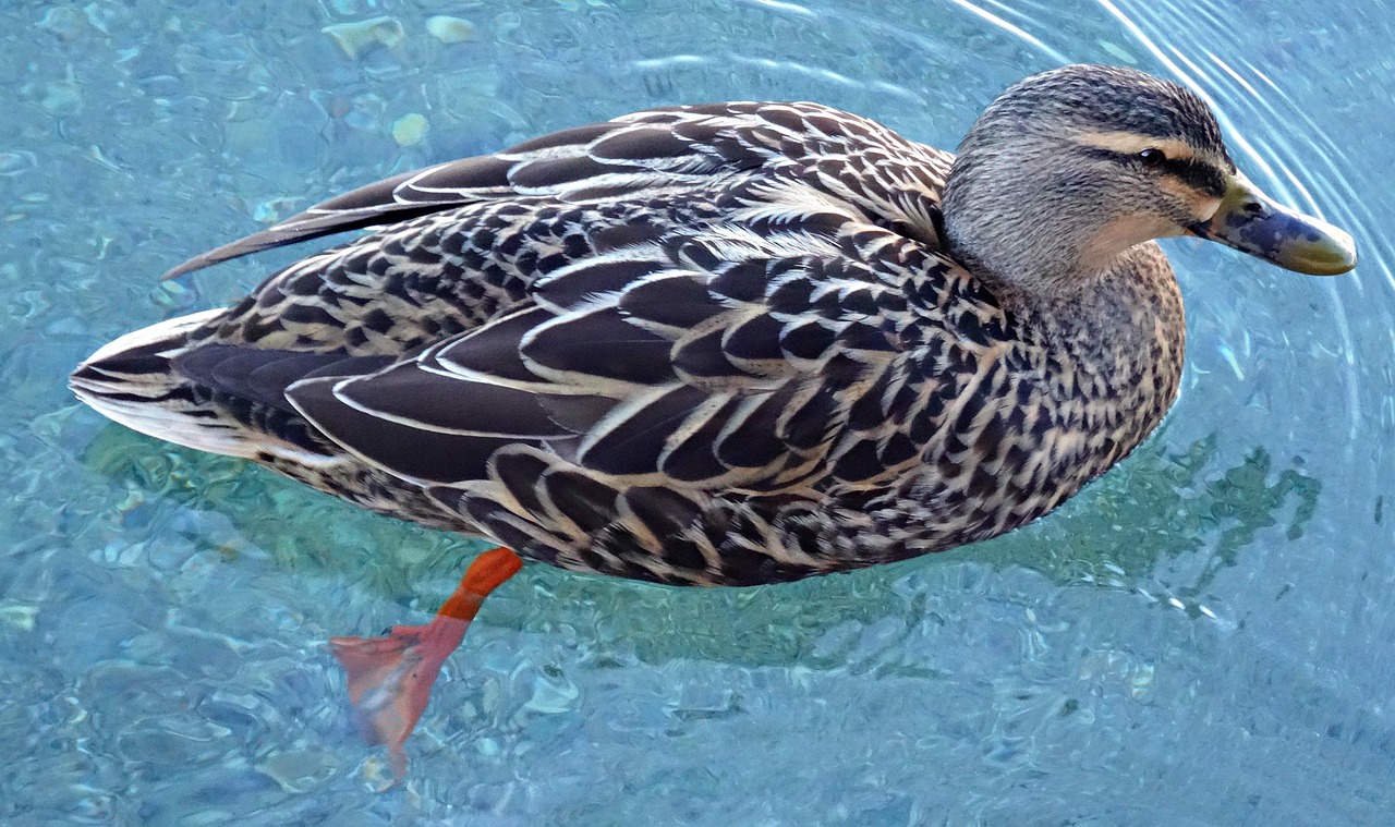 duck  bird  animal free photo