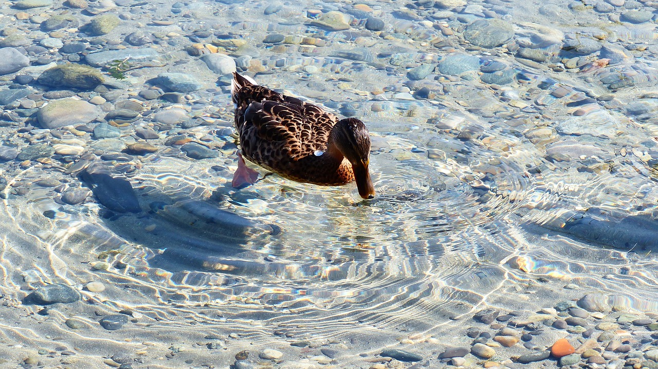 duck  lake  nature free photo