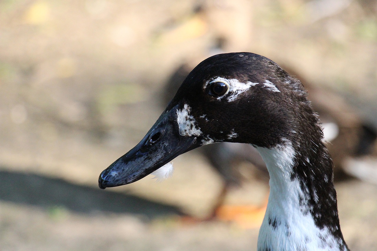 duck black white free photo