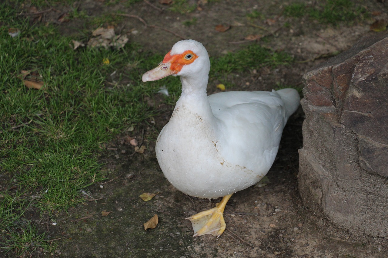 duck white green free photo