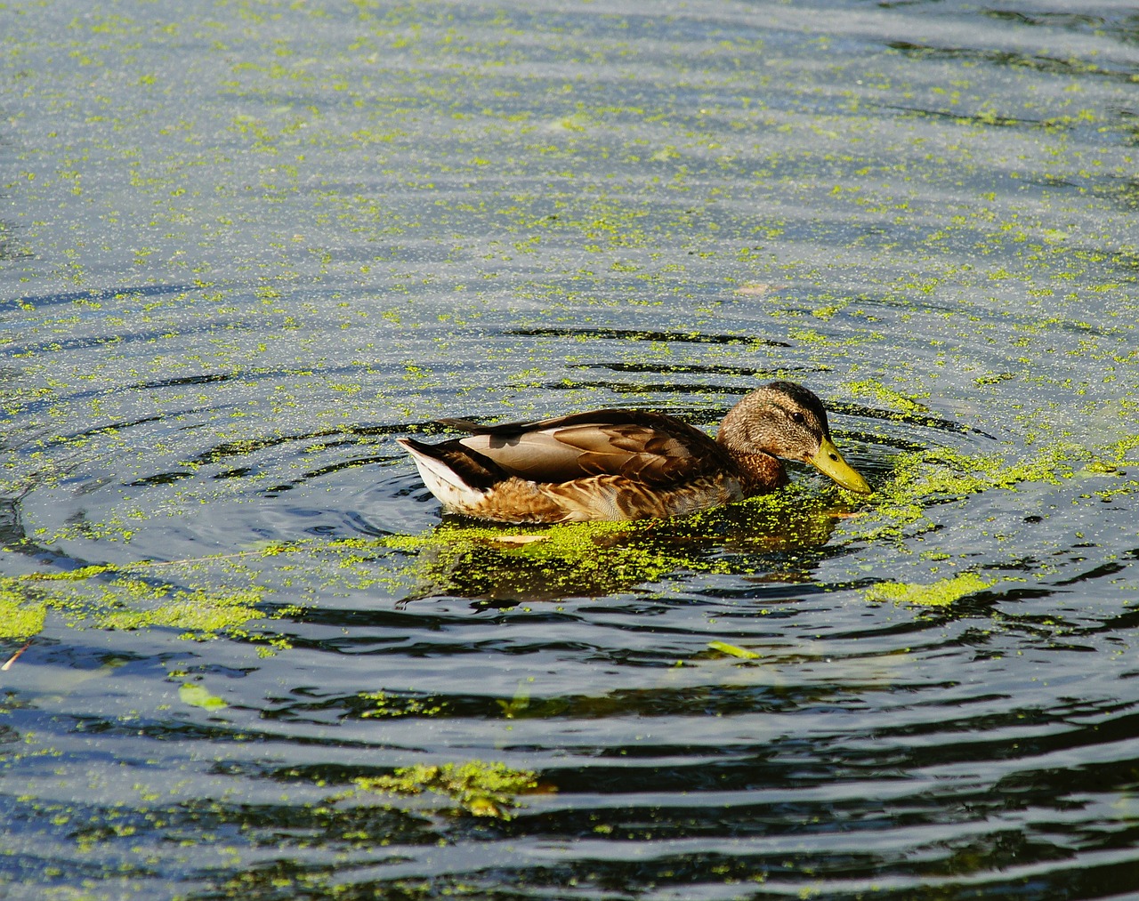 duck  water bird  female free photo