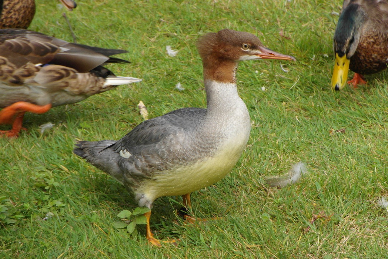 duck  bird  plumage free photo