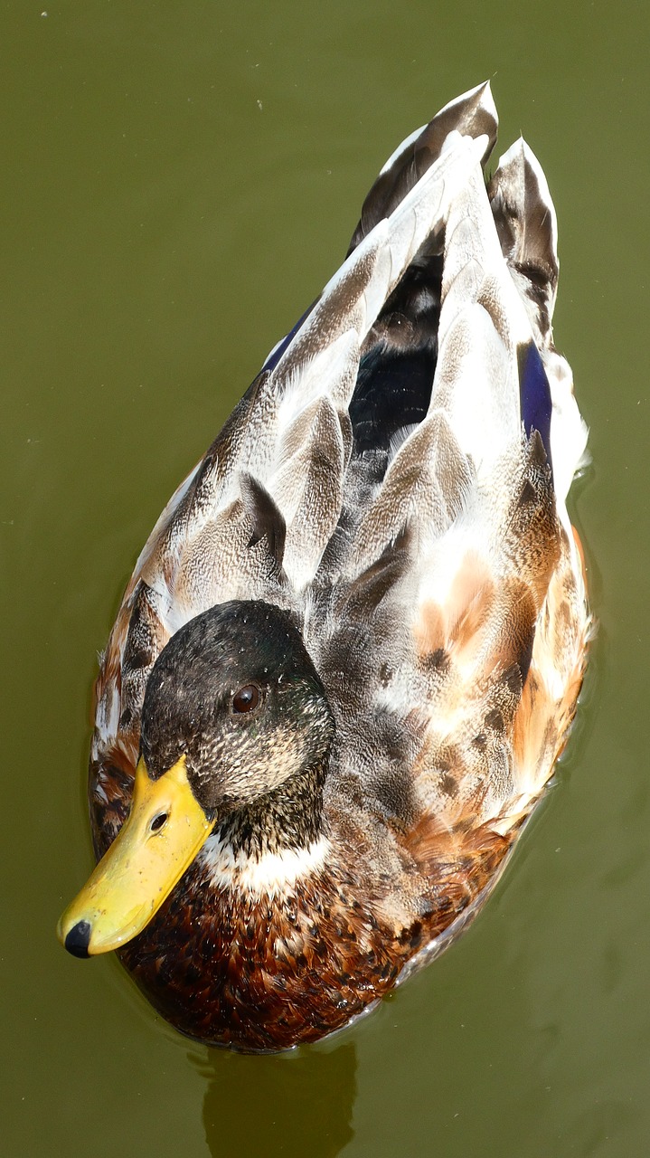 duck  drake  bird free photo