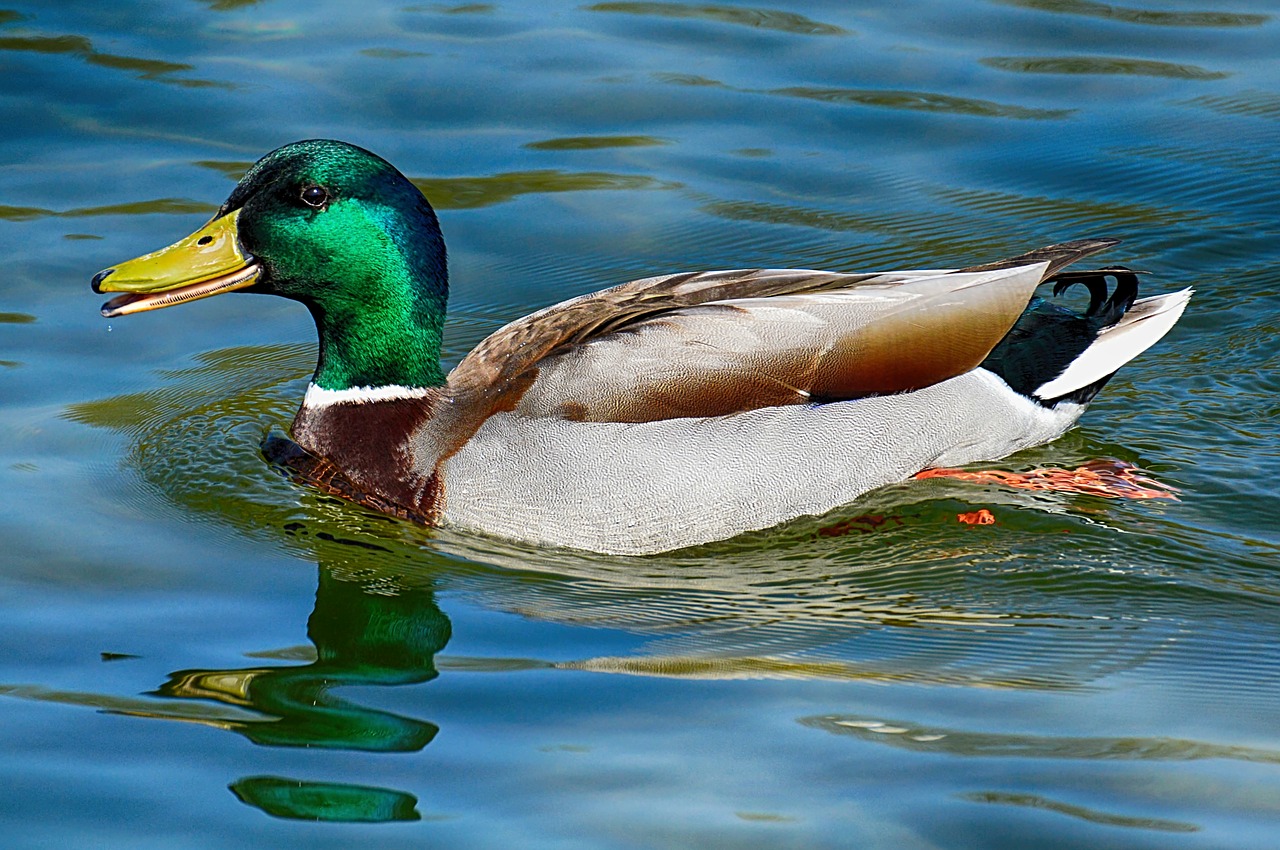 duck  mallard  drake free photo