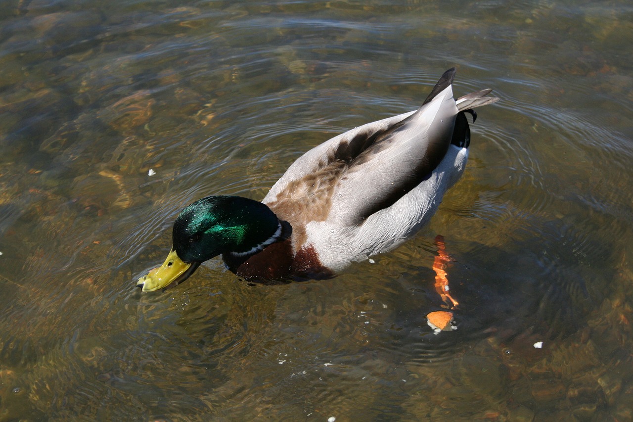 duck  nature  summer free photo