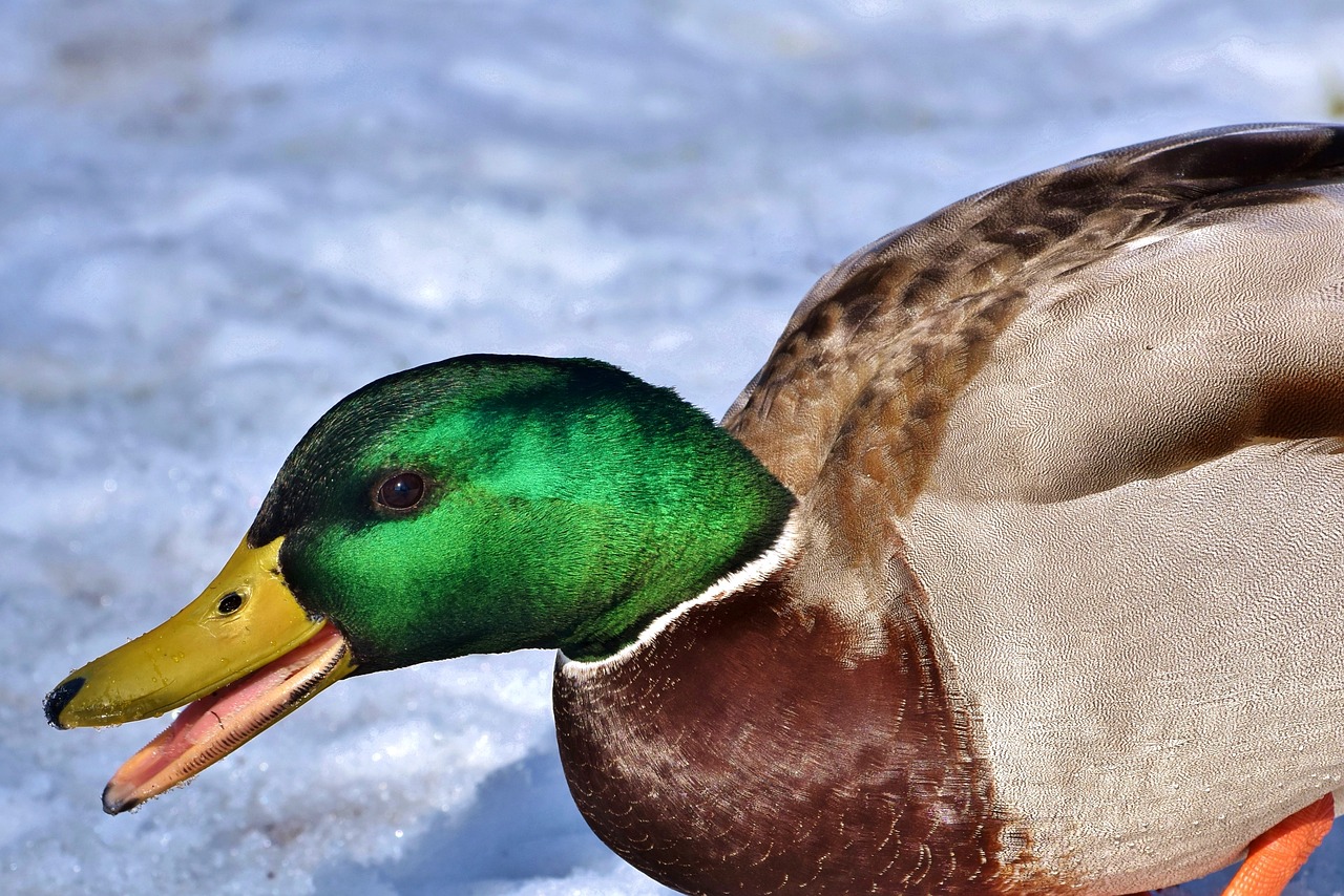 duck  drake  mallard free photo