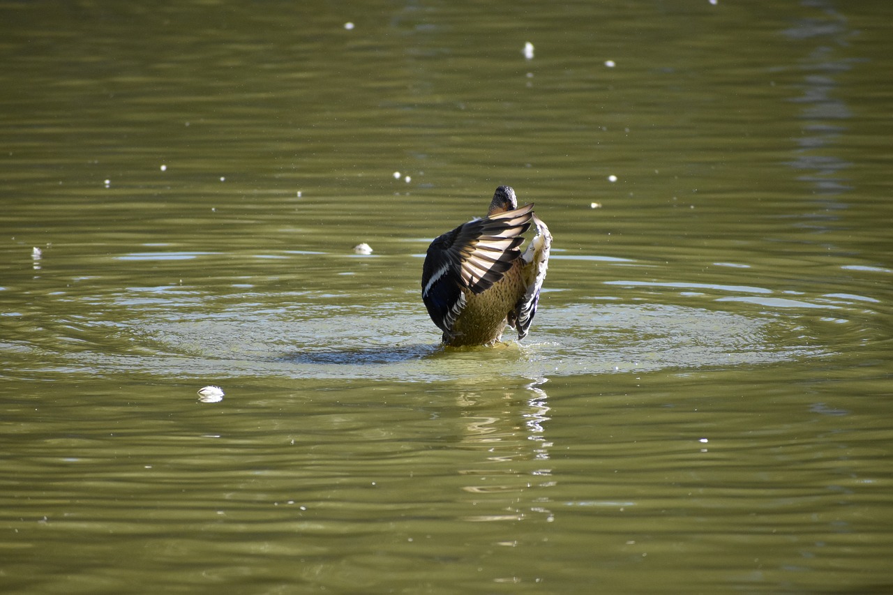 duck  wings  plays free photo