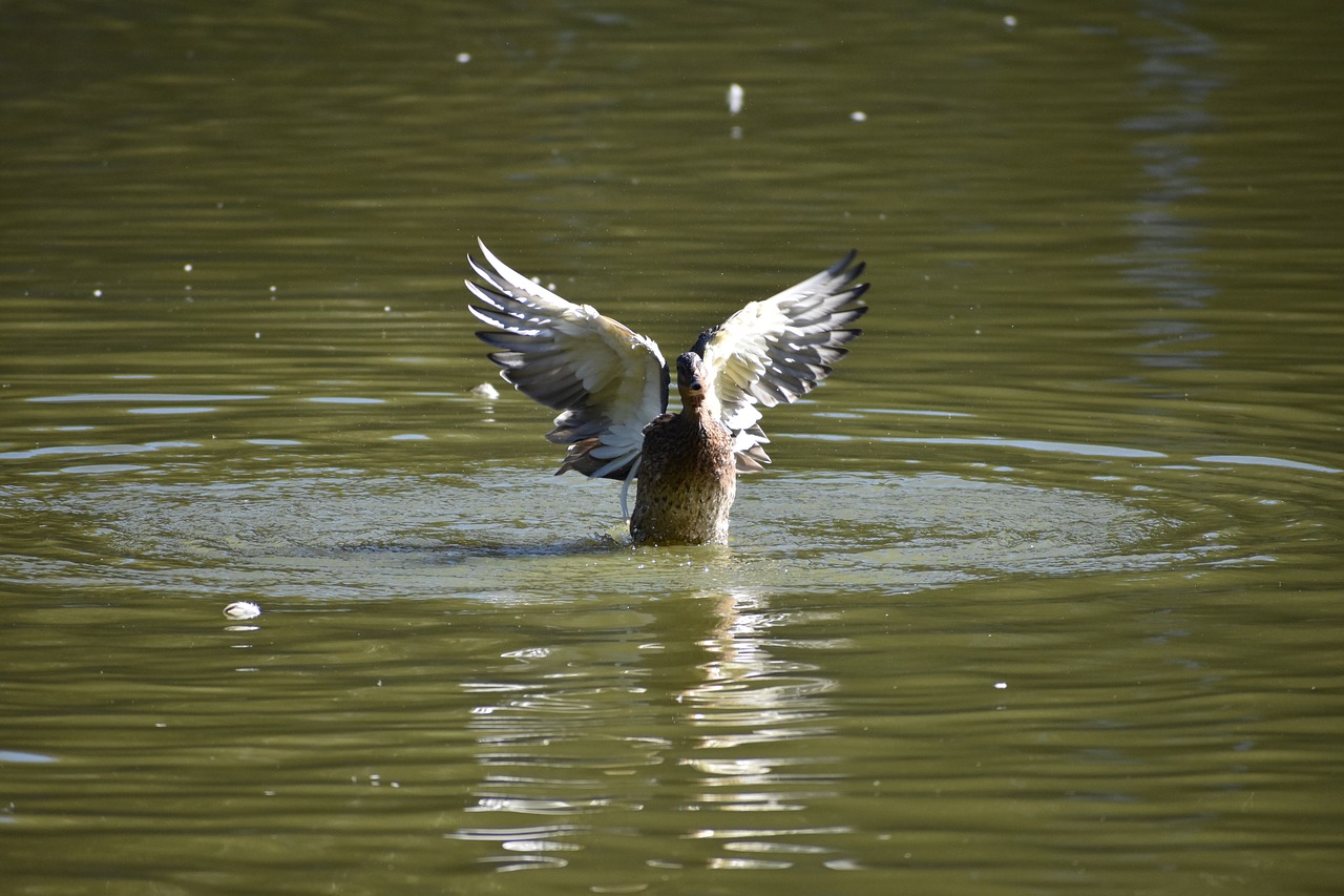 duck  wings  plays free photo