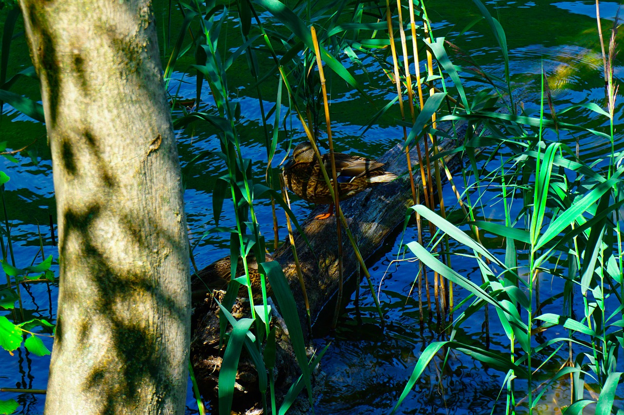 duck  the lake of segrino  italy free photo