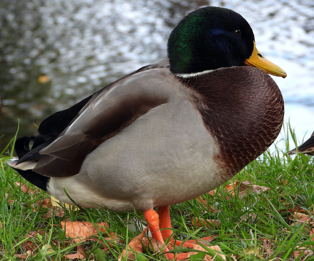 duck  the wild duck  french free photo