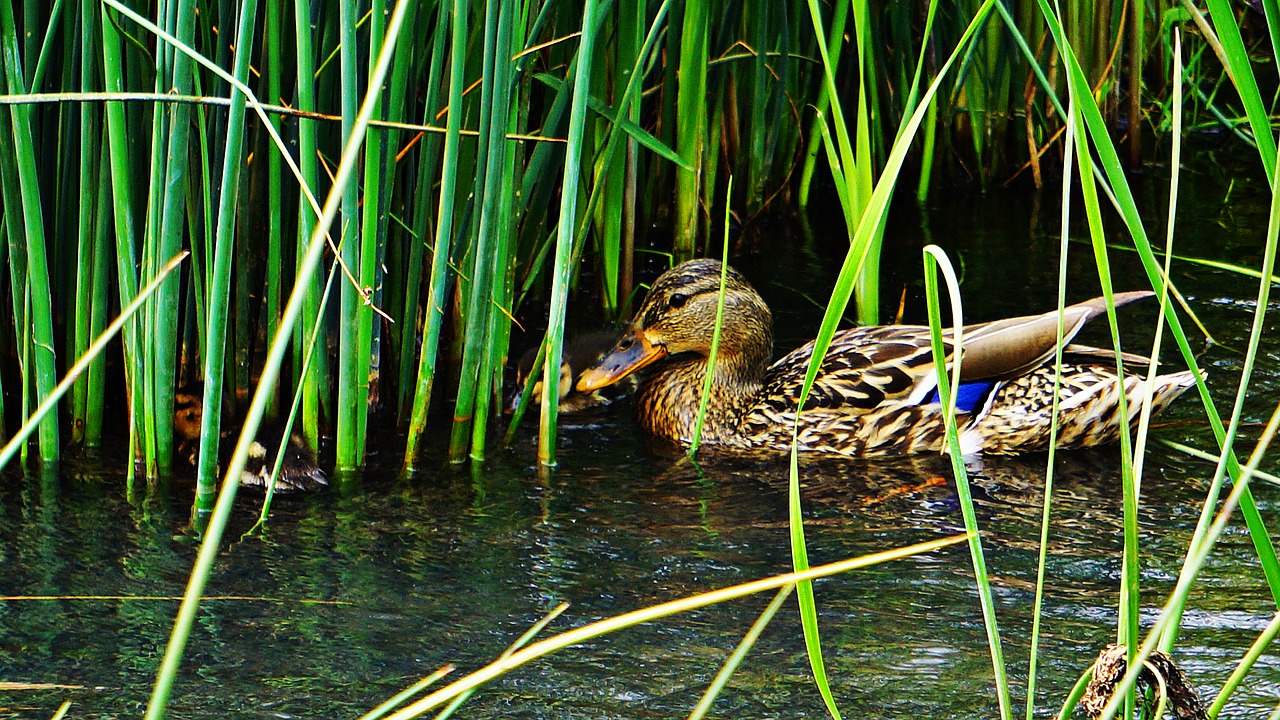 duck  duck mom  pond free photo