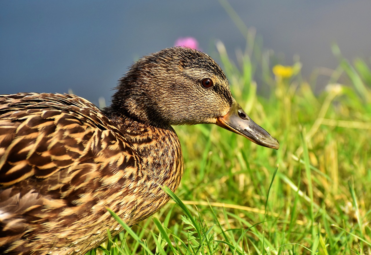 duck  mallard  water bird free photo