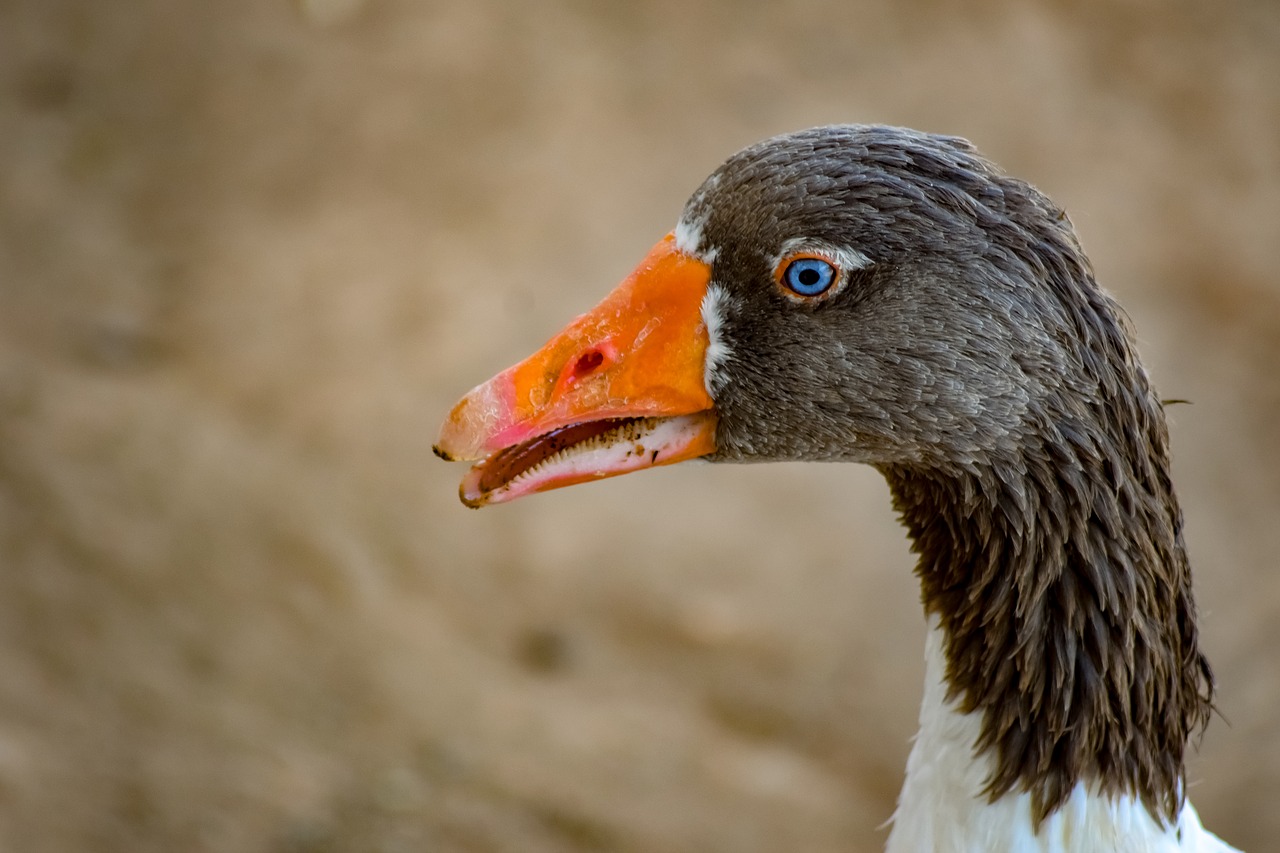 duck  bird  animal free photo