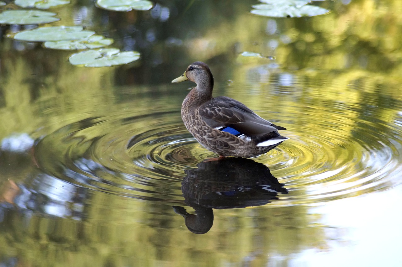 duck  mallard  lake free photo