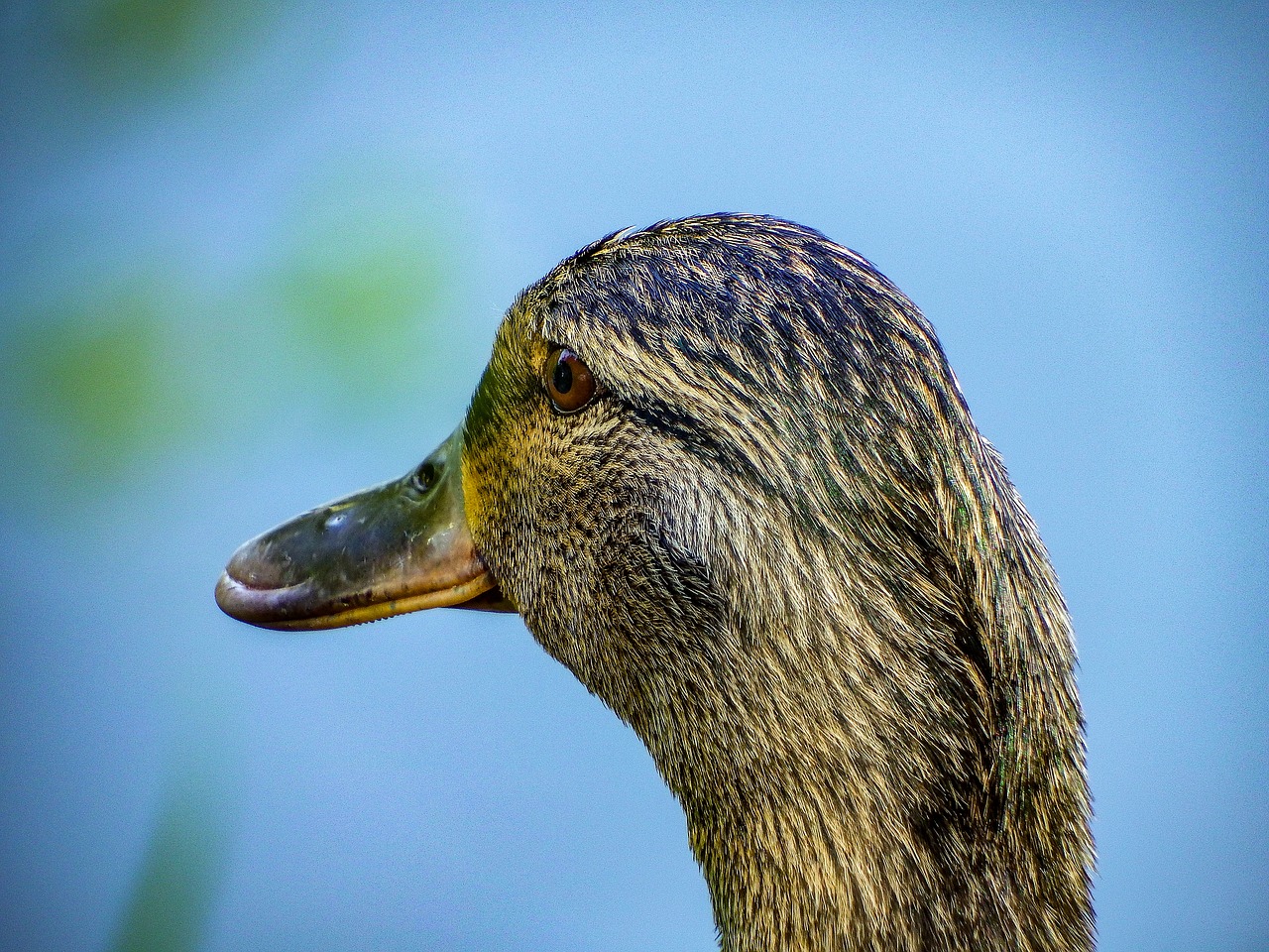 duck  water  nature free photo