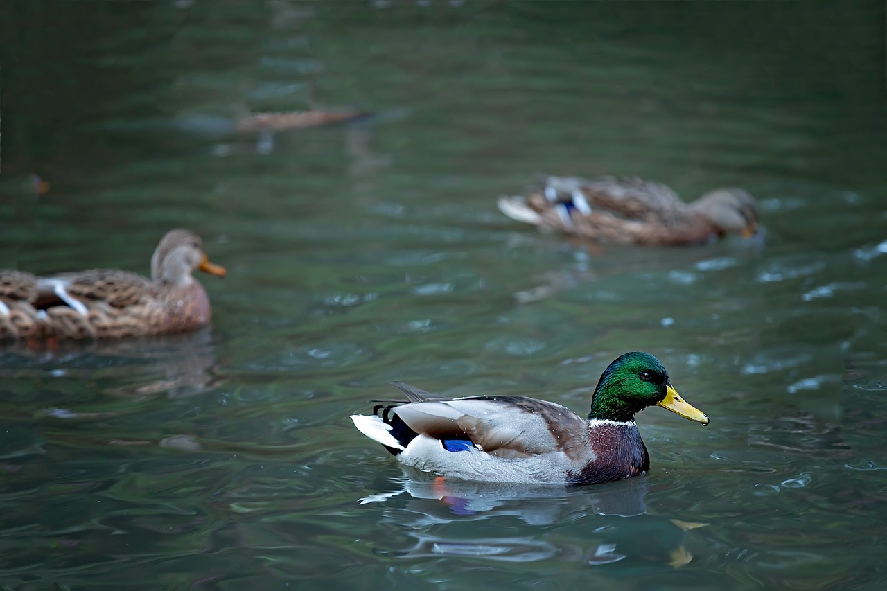 duck  small river  body of water free photo