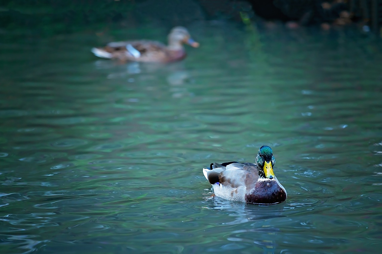 duck  small river  body of water free photo