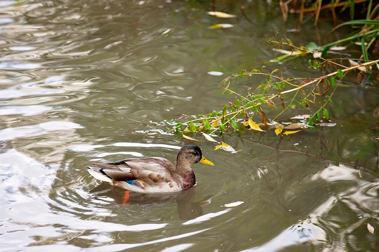 duck  small river  body of water free photo