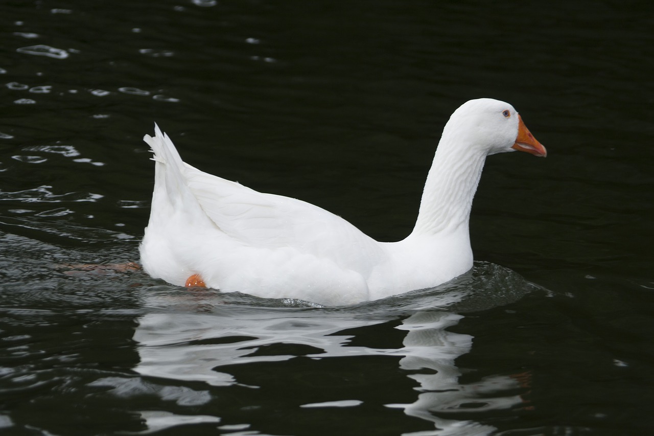 duck  ave  pond free photo