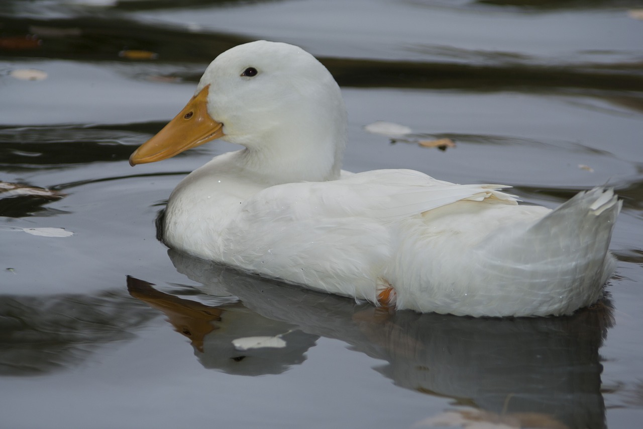 duck  white  plumage free photo