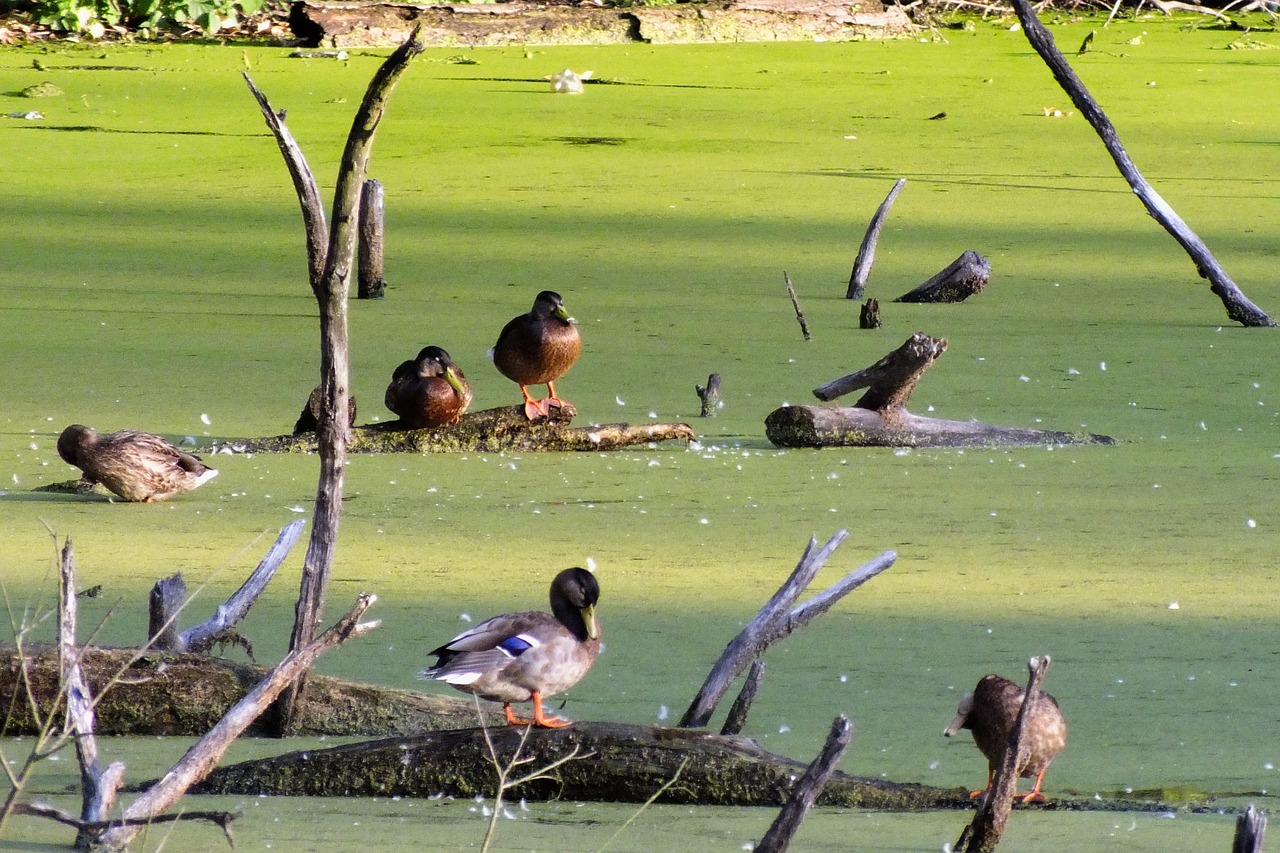 duck  pond  bird free photo