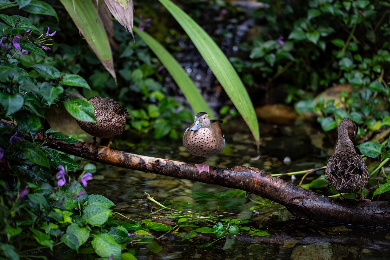 duck  water  bird free photo