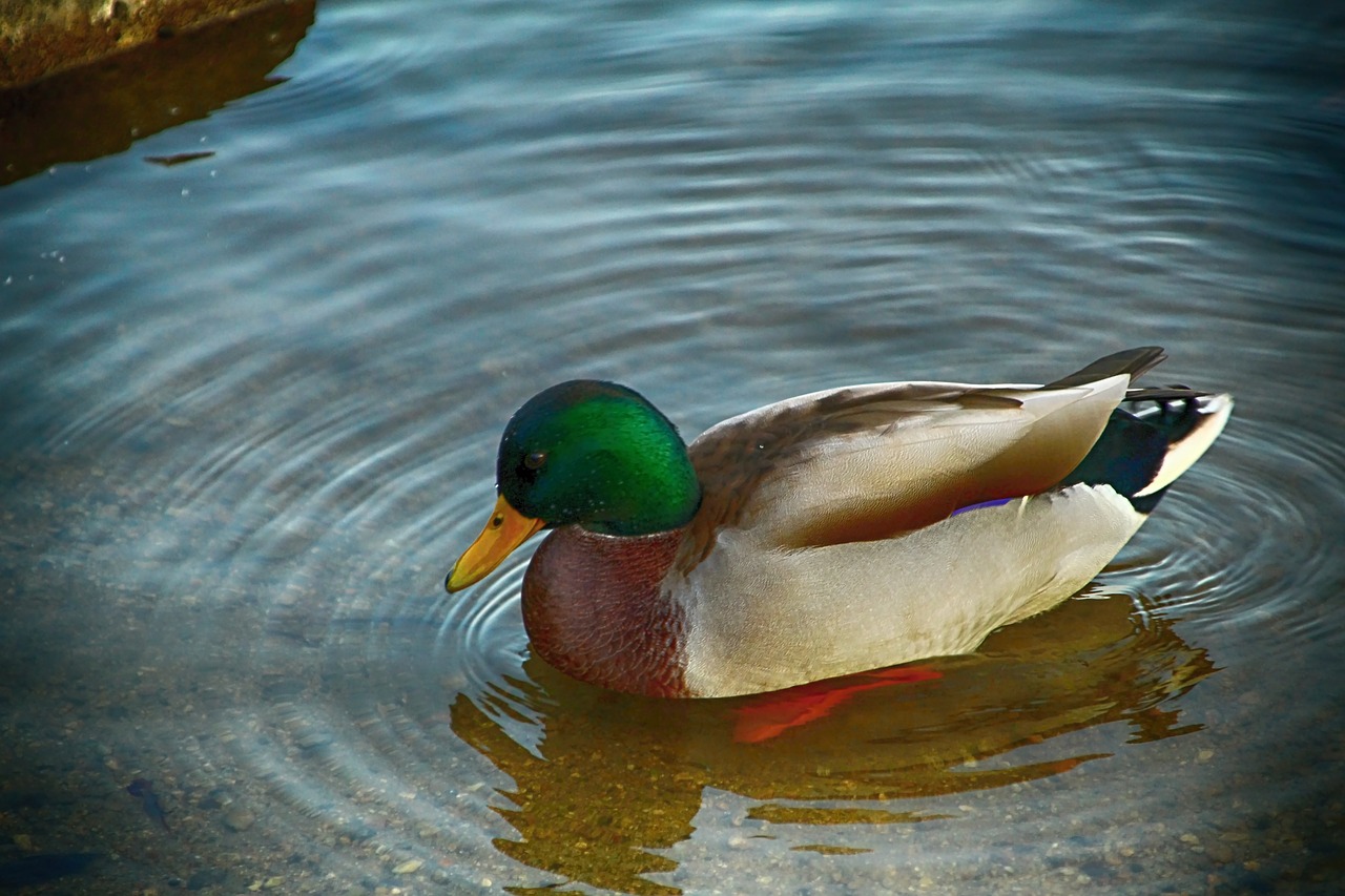 duck  water  pond free photo