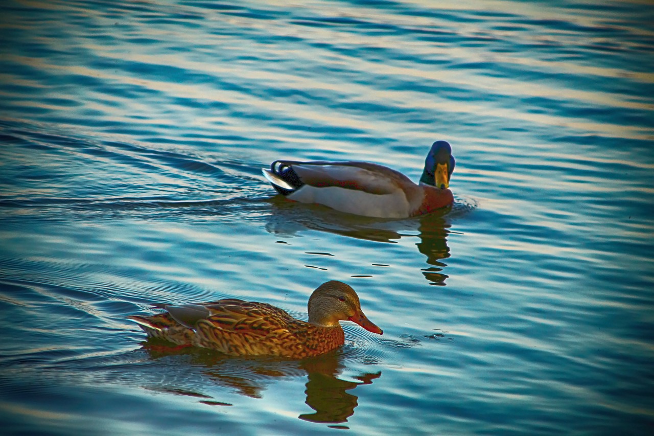 duck  water  pond free photo