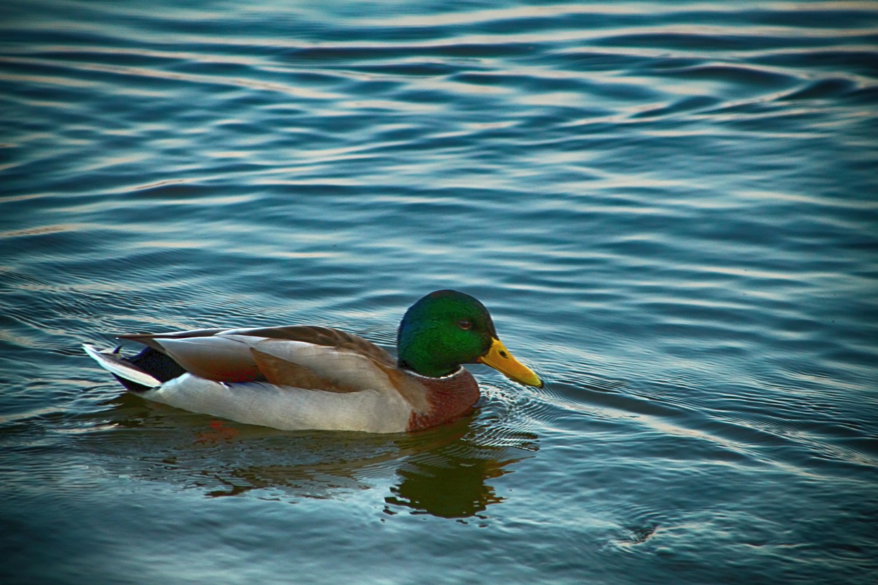 duck  water  pond free photo