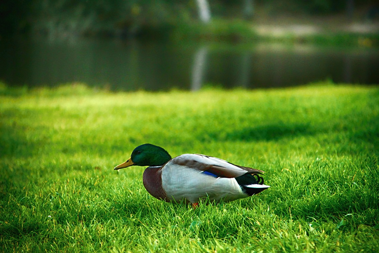 duck  grass  pond free photo