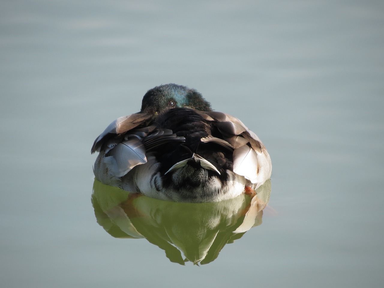 duck  lake  reflection free photo