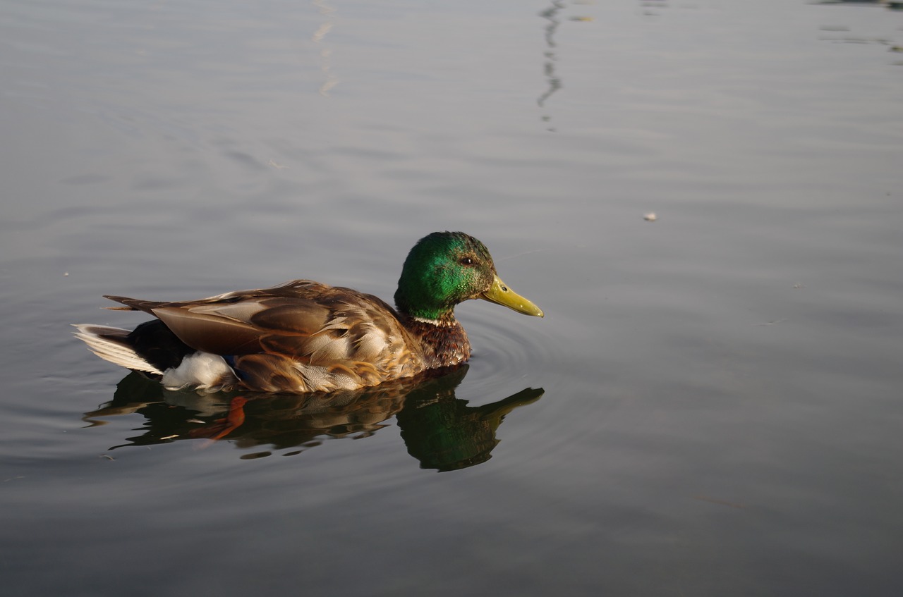 duck  water  lake free photo