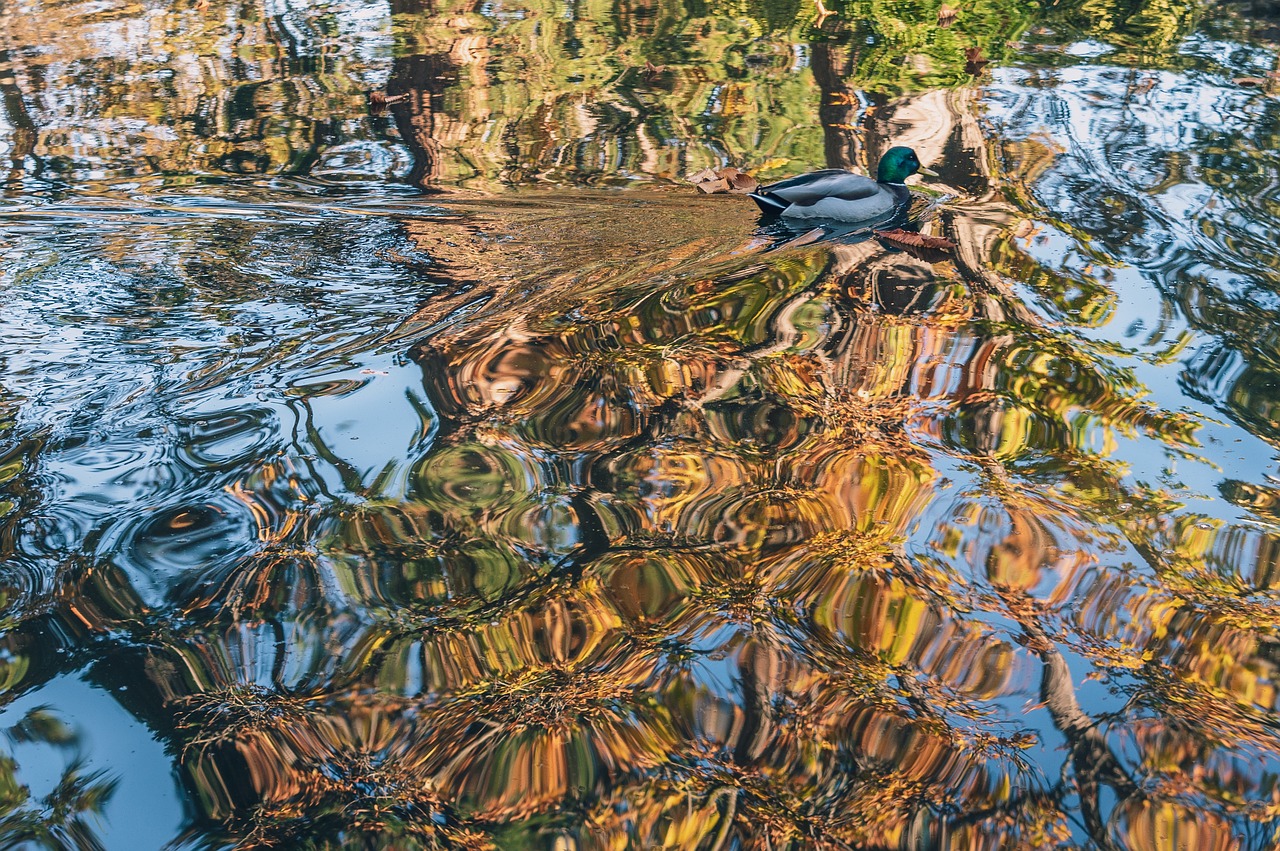 duck  ripples  fall free photo