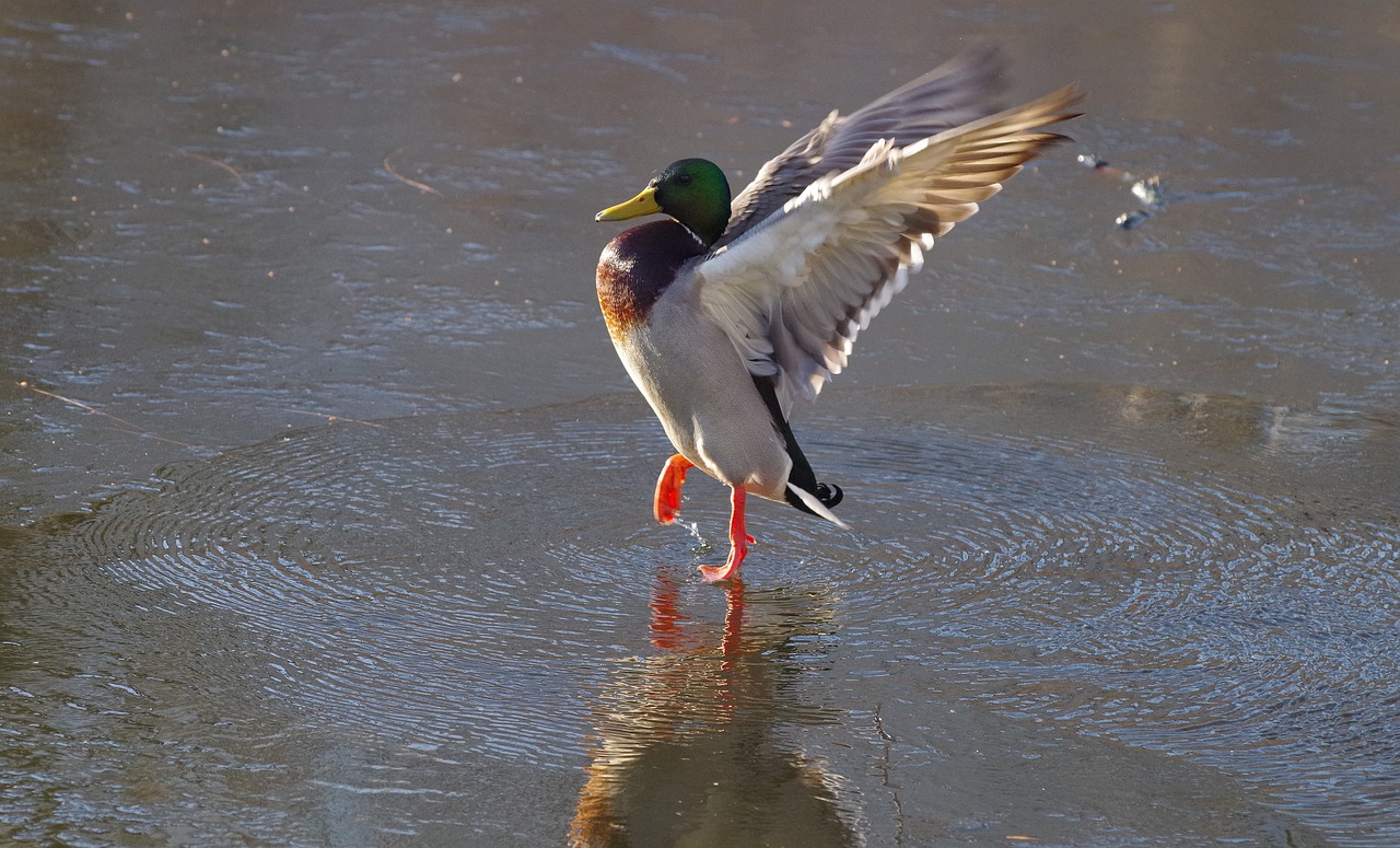 duck  ice  dance free photo