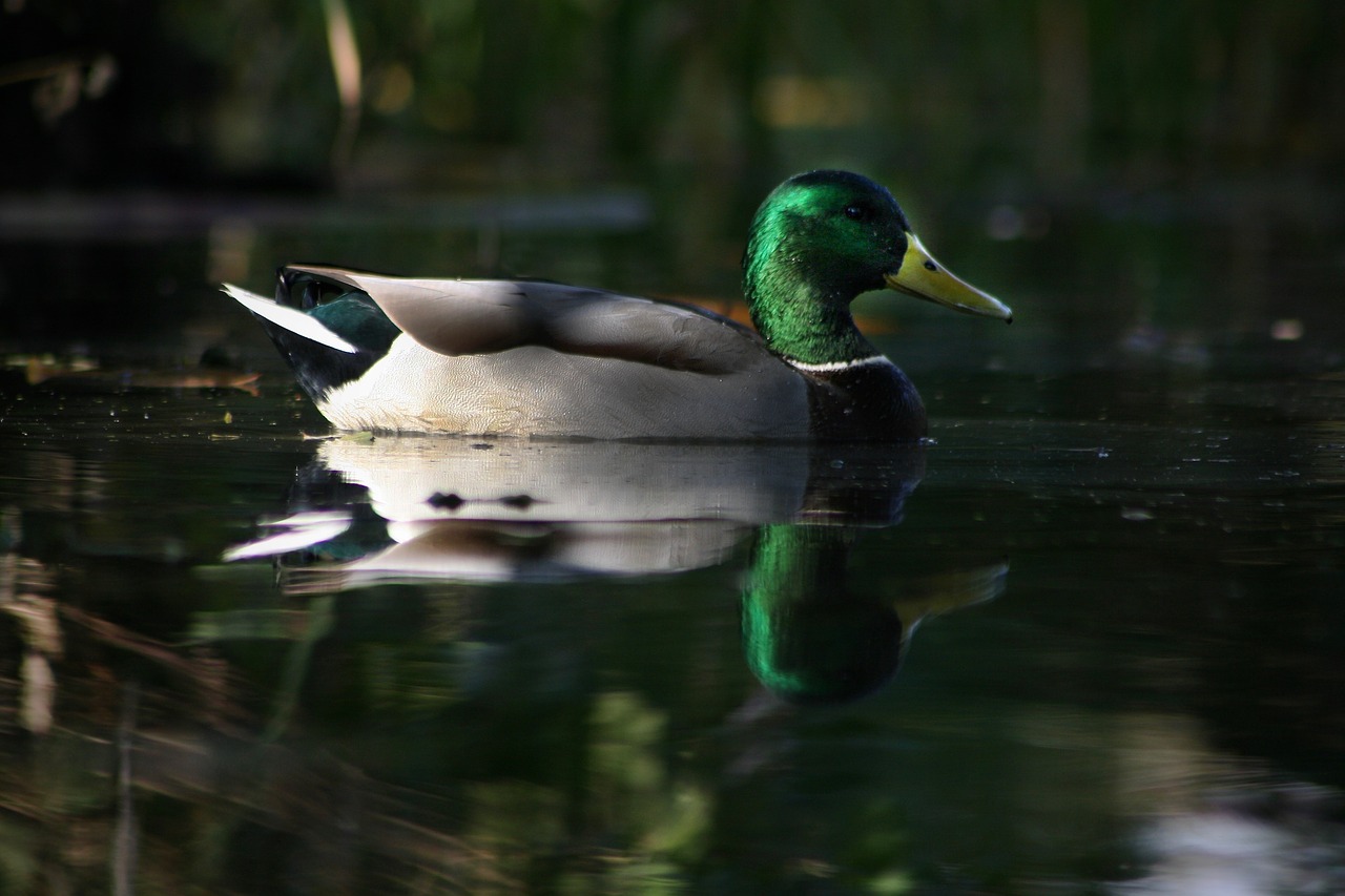 duck  drake  water bird free photo