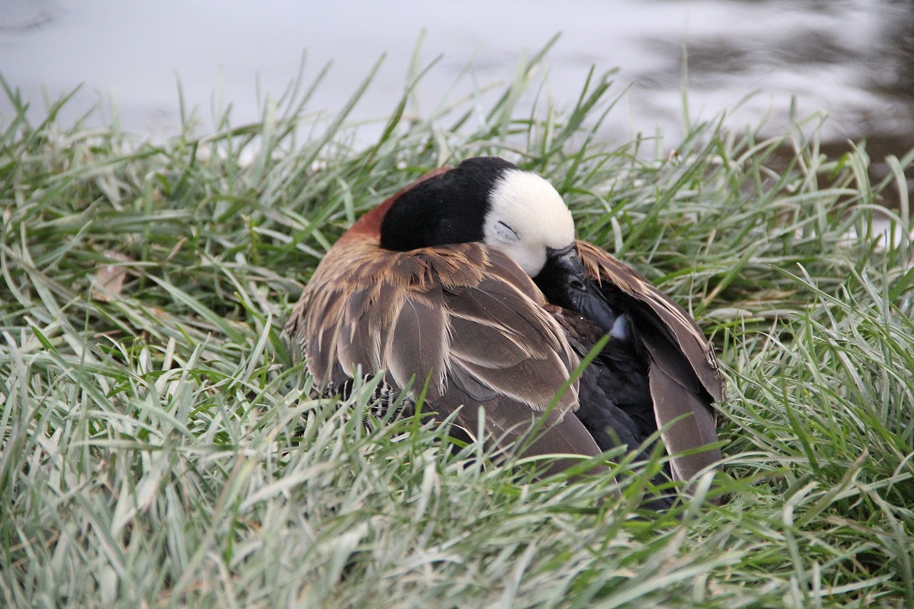 duck  sleeping  nature free photo