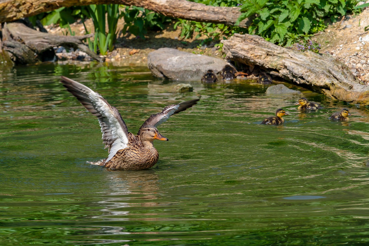 duck  animal world  duck family free photo