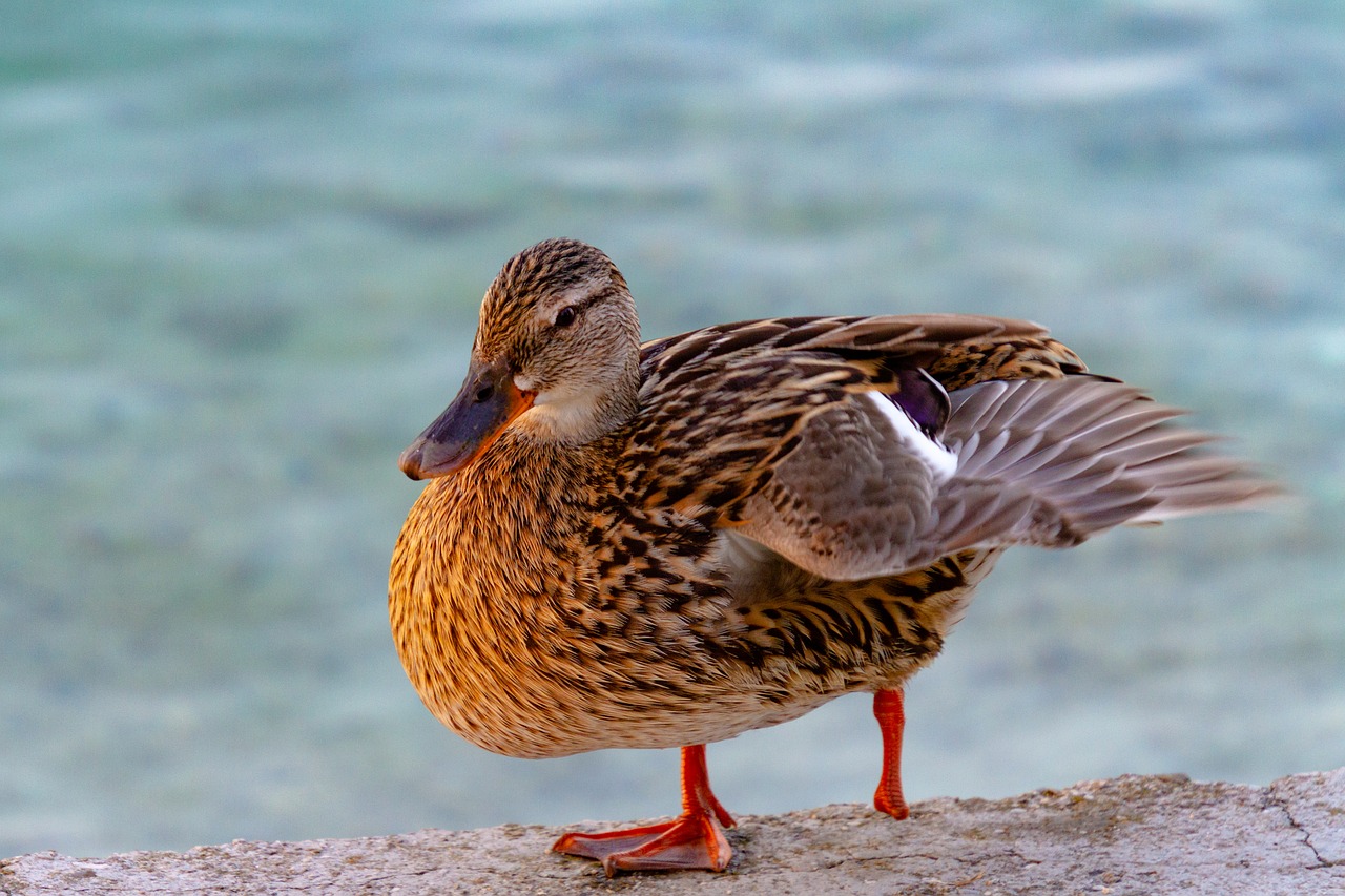 duck  bird  animal world free photo