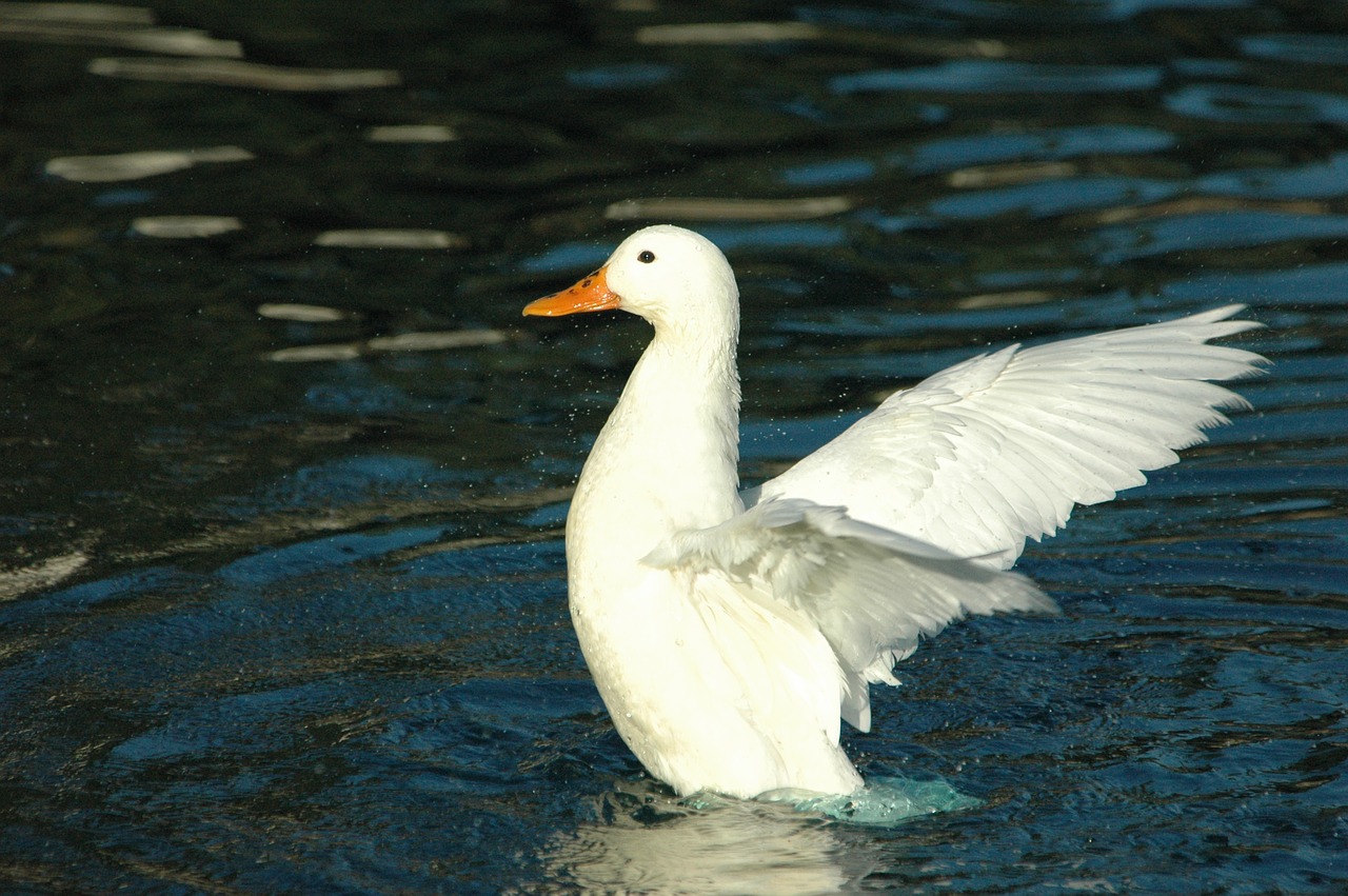 duck  water  nature free photo