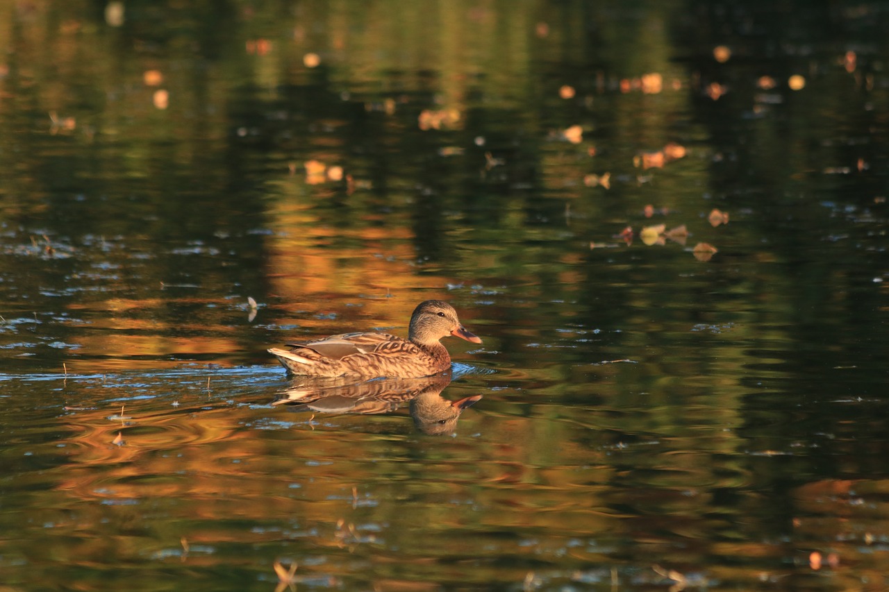 duck  pond  water free photo